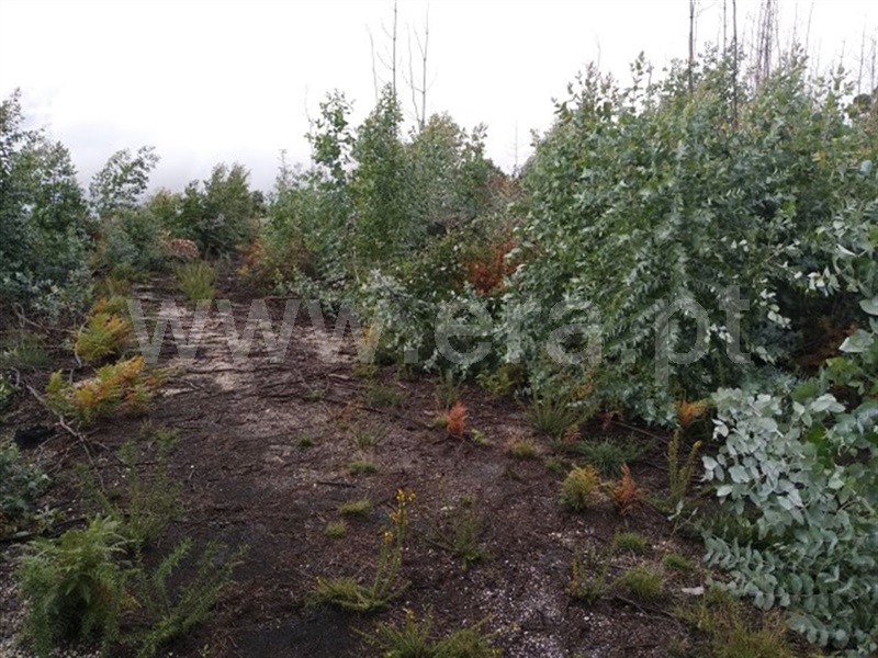Terreno  Fafe, Ardegão, Arnozela e Seidões - 976643 - 7