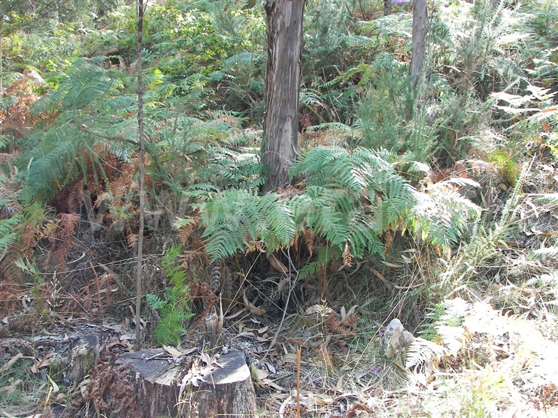 Terreno  Fafe, Armil - 1108462 - 9