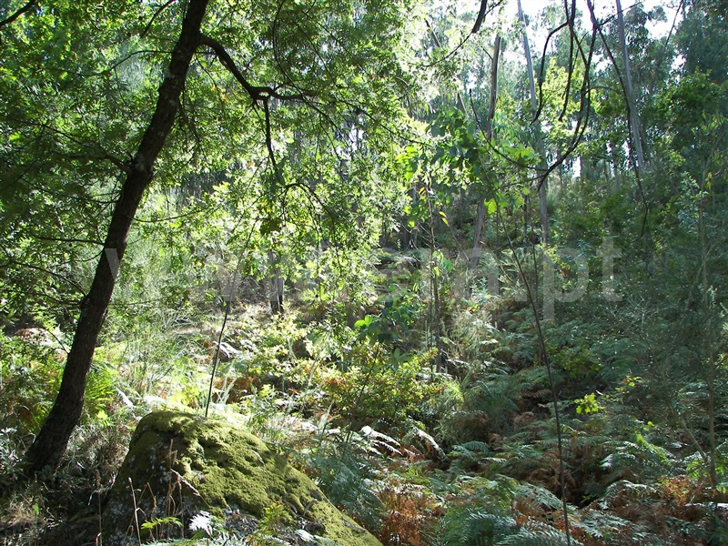Terreno  Fafe, Armil - 1108462 - 11