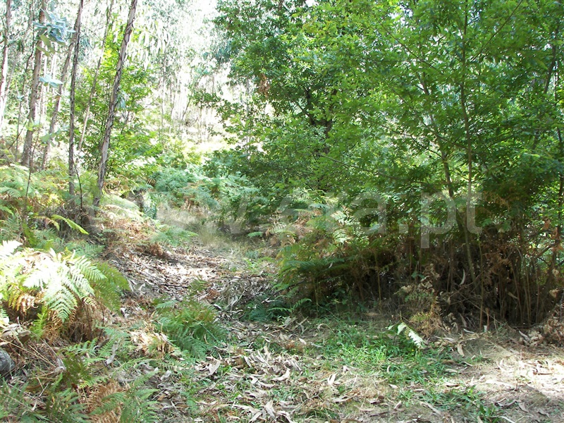Terreno  Fafe, Armil - 1108462 - 12