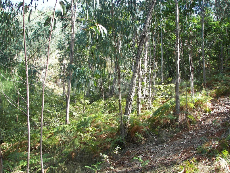 Terreno  Fafe, Armil - 1108462 - 15