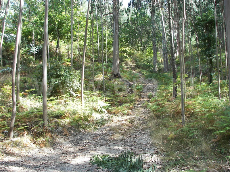 Terreno  Fafe, Armil - 1317246 - 8