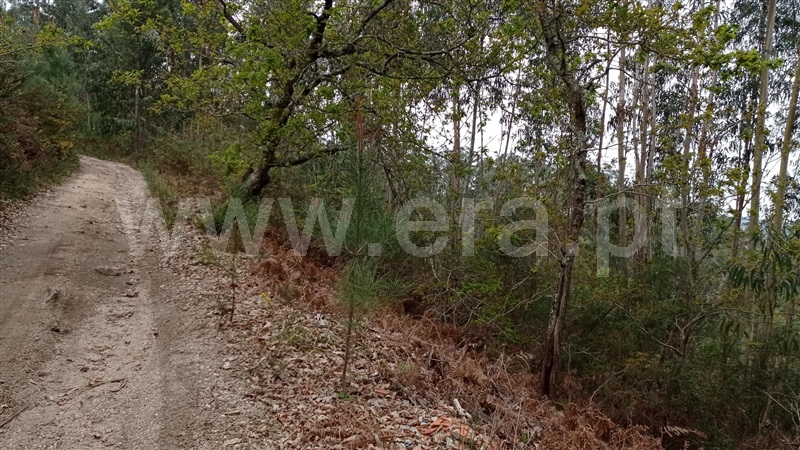 Terreno  Fafe, Armil - 1320176 - 11