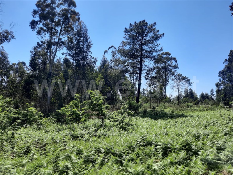 Terreno / Fafe, Arões (São Romão)