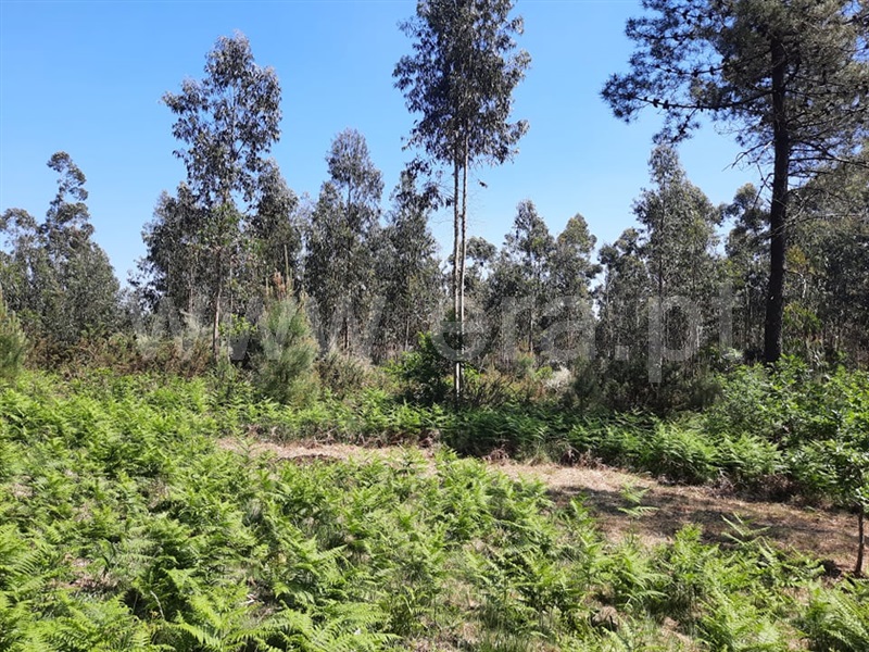 Terreno  Fafe, Arões (São Romão) - 1133528 - 6