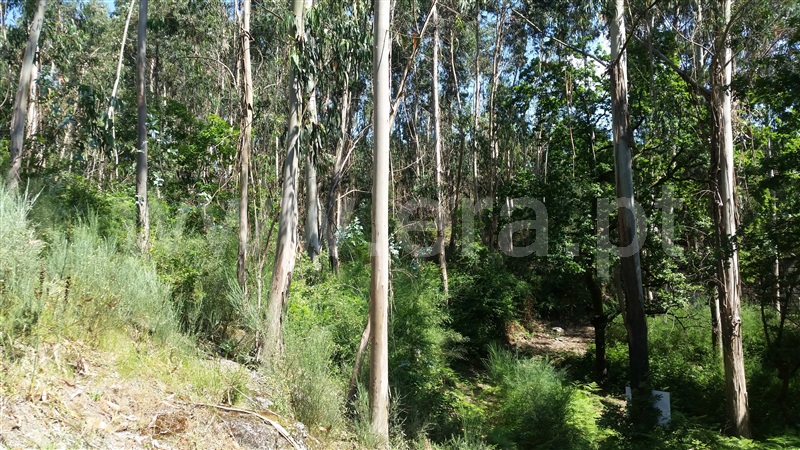 Terreno  Fafe, Estorãos - 1178276 - 6