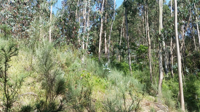 Terreno  Fafe, Estorãos - 1178276 - 7