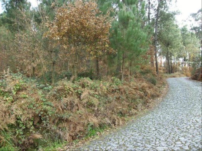 Terreno  Fafe, Fafe - 102619 - 8