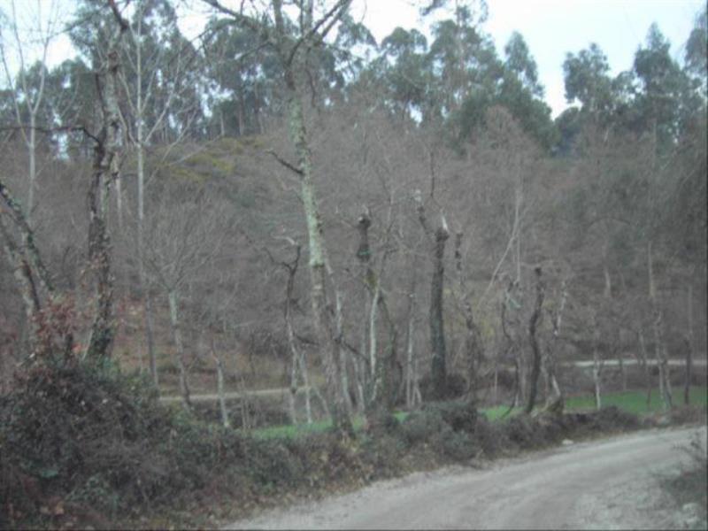 Terreno  Fafe, Fafe - 104422 - 2