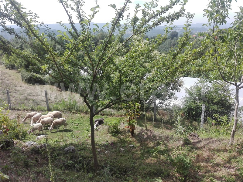 Terreno  Fafe, Fafe - 1225548 - 7