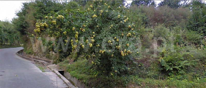 Terreno  Fafe, Fafe - 1349297 - 2