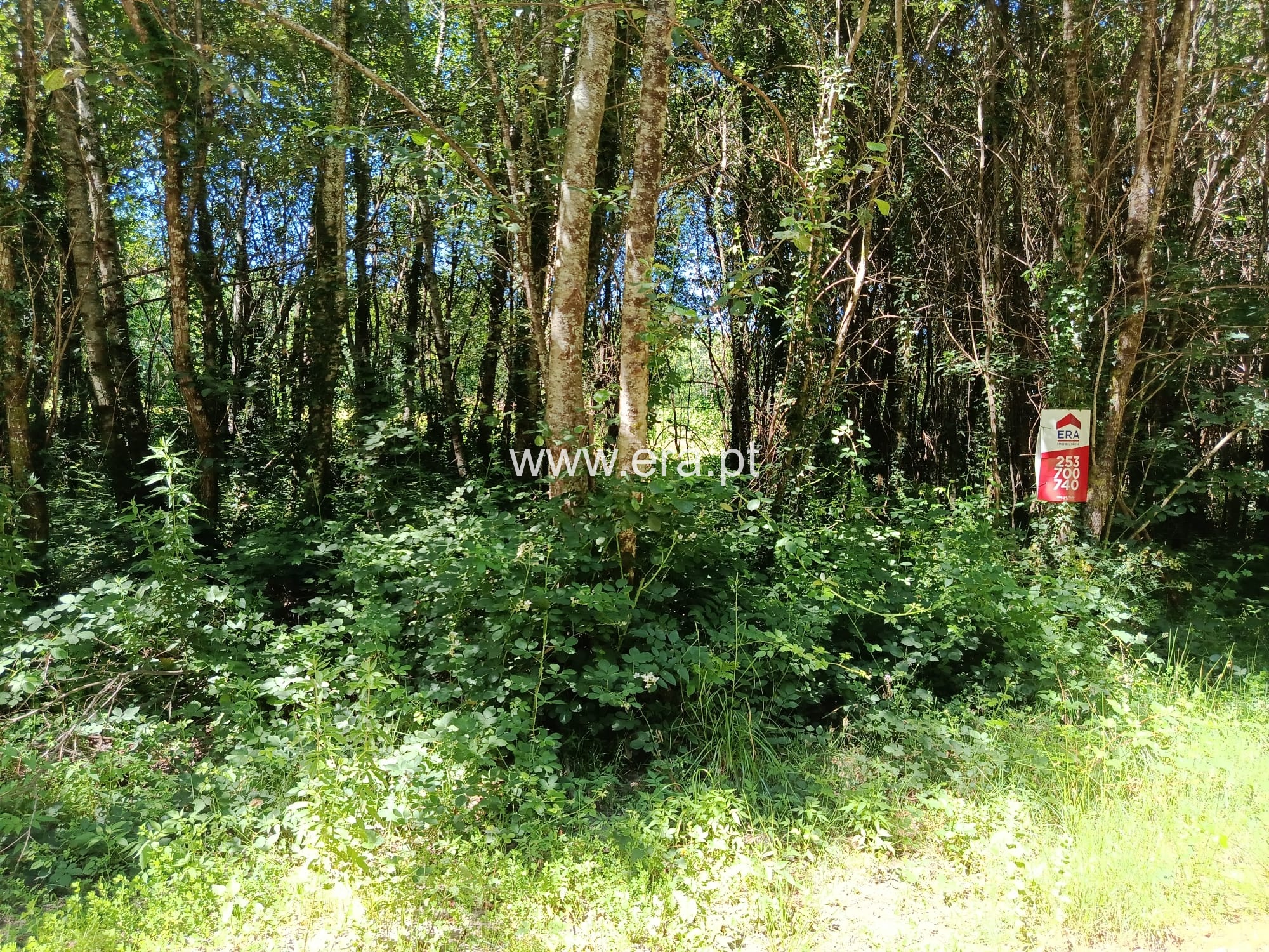 Terreno / Fafe, Fafe
