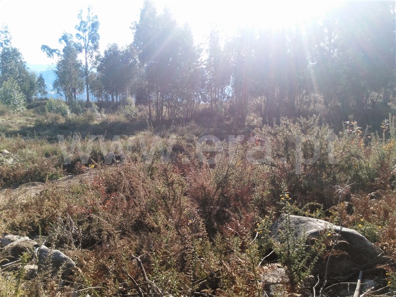 Terreno  Fafe - 618296 - 13