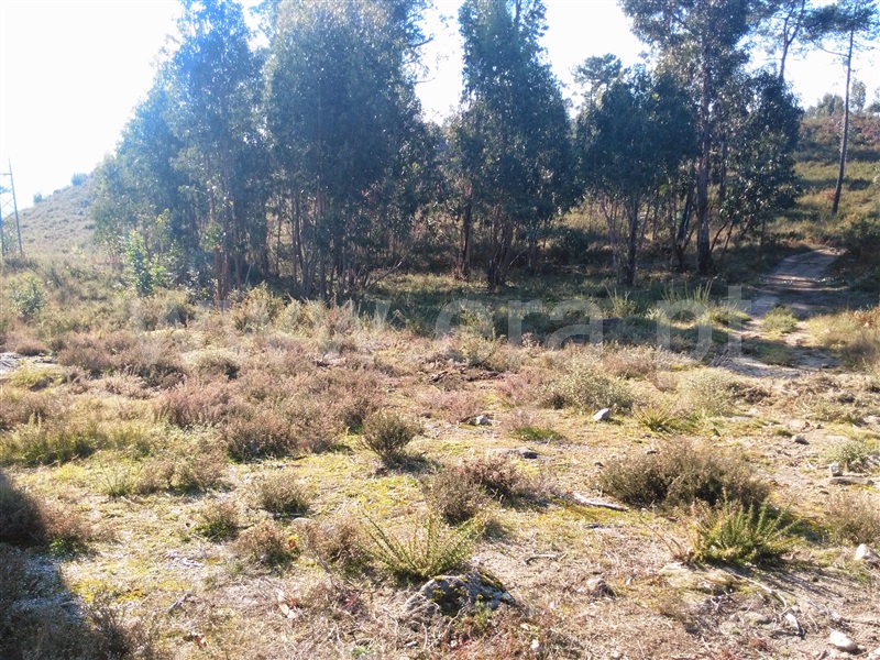 Terreno  Fafe - 618296 - 14