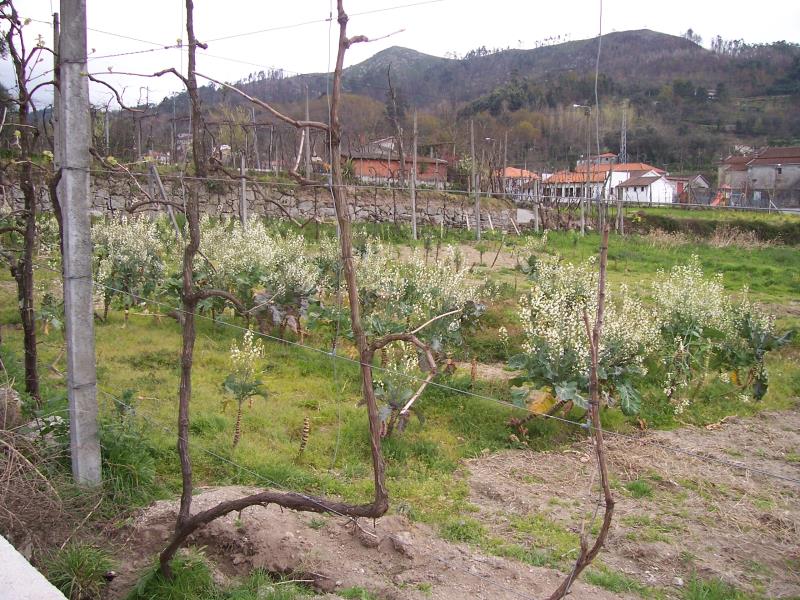 Terreno  Fafe, Freitas e Vila Cova - 101643 - 3