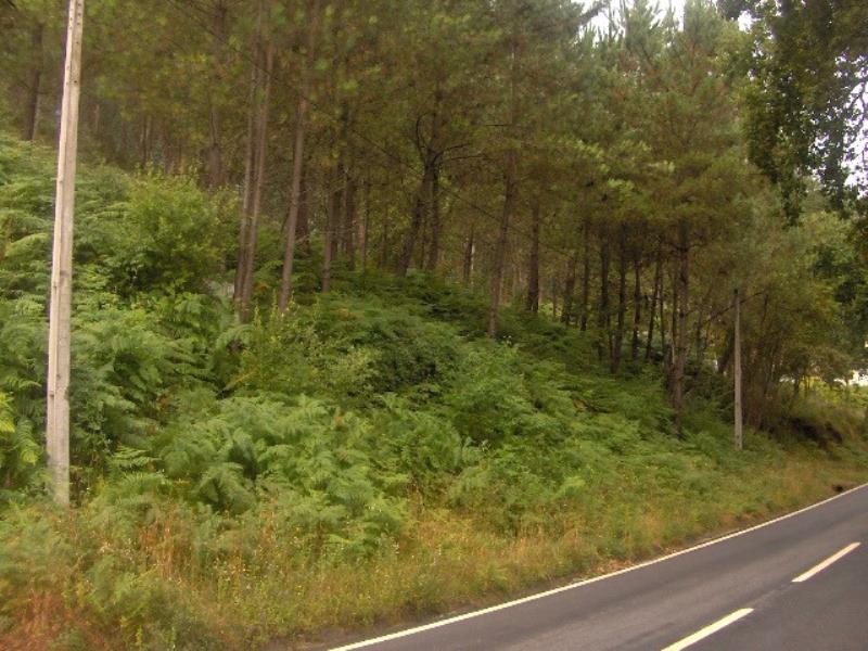 Terreno / Fafe, Freitas e Vila Cova