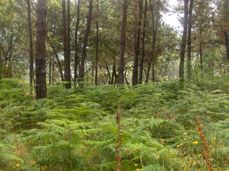 Terreno  Fafe, Freitas e Vila Cova - 101844 - 3