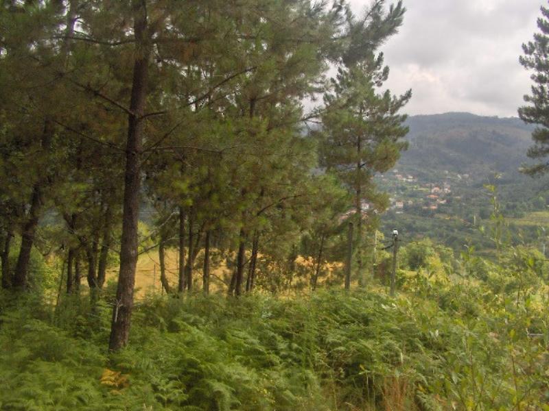 Terreno  Fafe, Freitas e Vila Cova - 101844 - 5