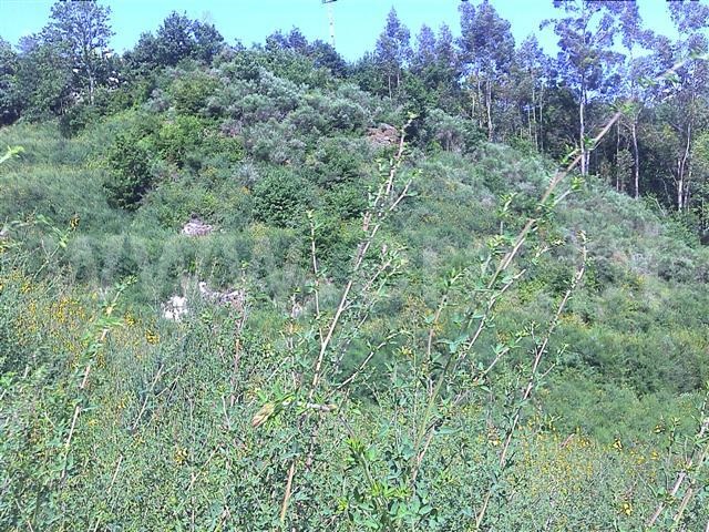 Terreno / Fafe, Freitas e Vila Cova
