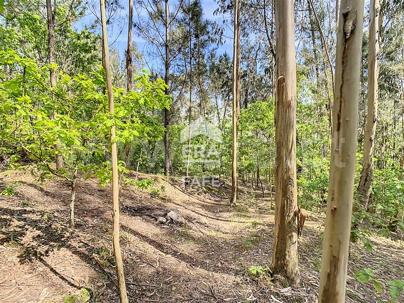Terreno para Construção  Fafe, Golães - 102797 - 4