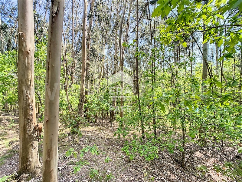 Terreno para Construção  Fafe, Golães - 102797 - 5