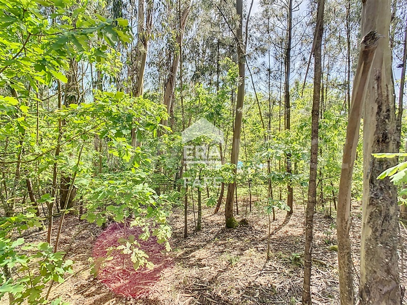 Terreno para Construção  Fafe, Golães - 102797 - 6