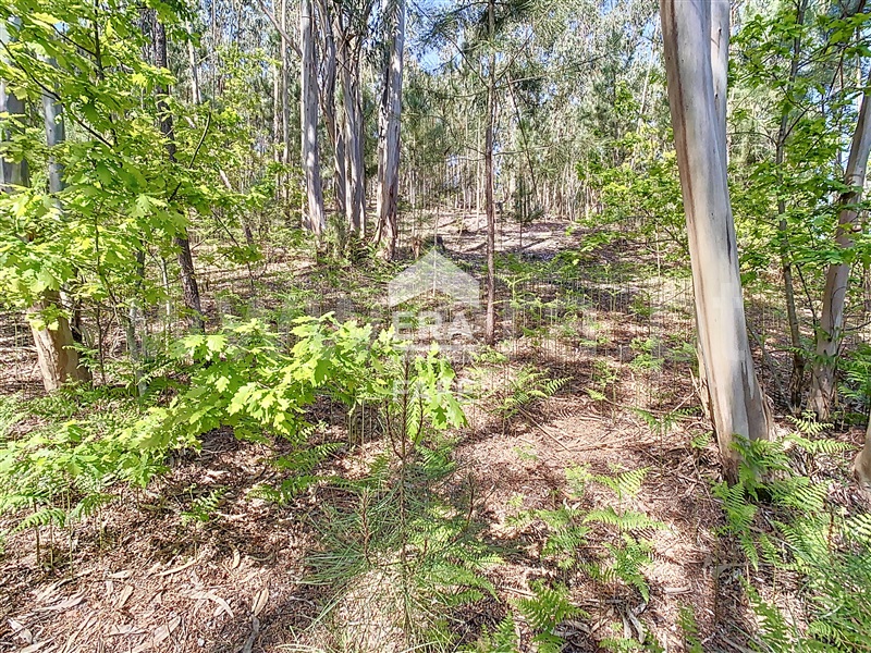 Terreno para Construção  Fafe, Golães - 102797 - 11