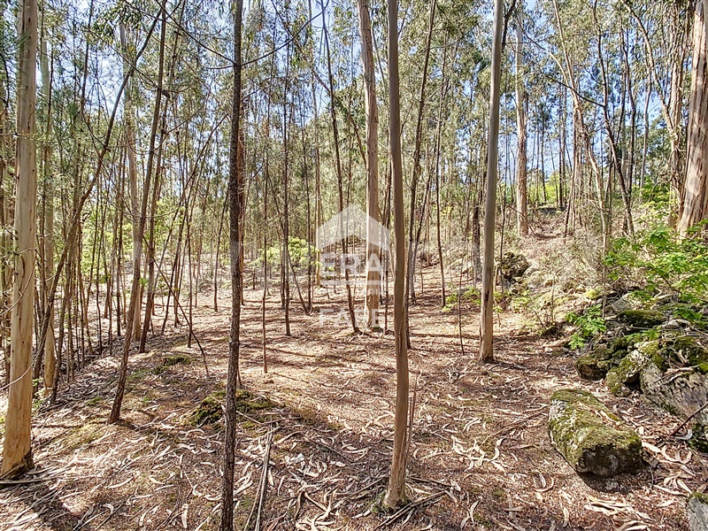 Terreno para Construção  Fafe, Golães - 102797 - 15