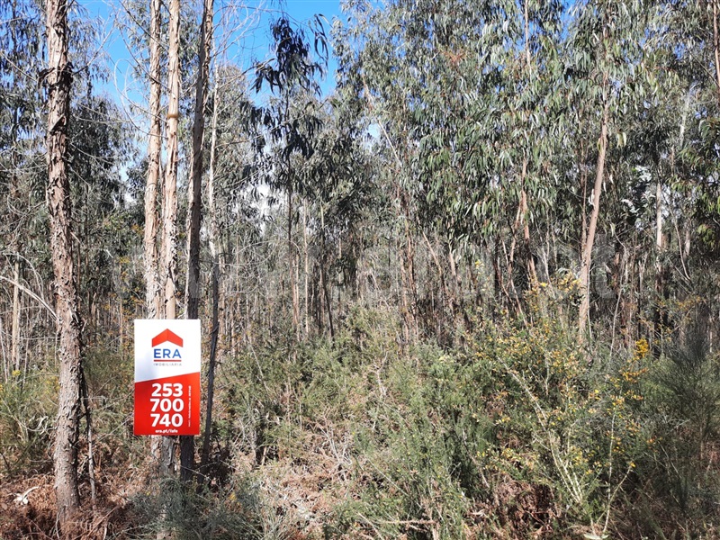 Terreno / Fafe, Medelo