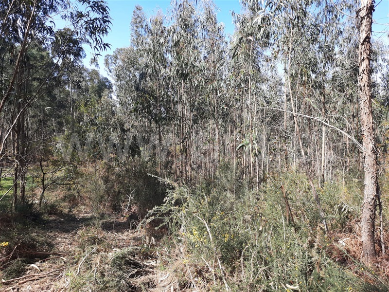 Terreno  Fafe, Medelo - 1470901 - 3