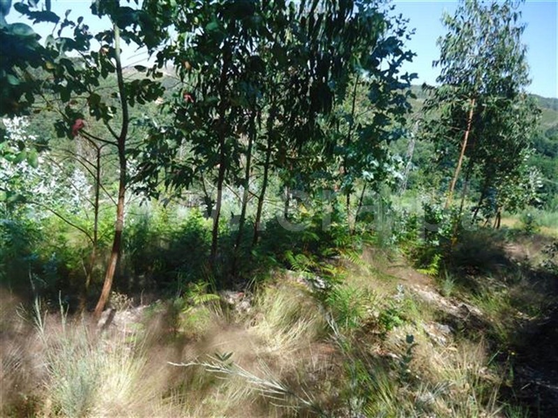 Terreno / Fafe, Monte e Queimadela