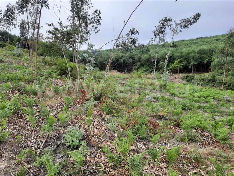 Terreno  Fafe, Monte e Queimadela - 1343898 - 1