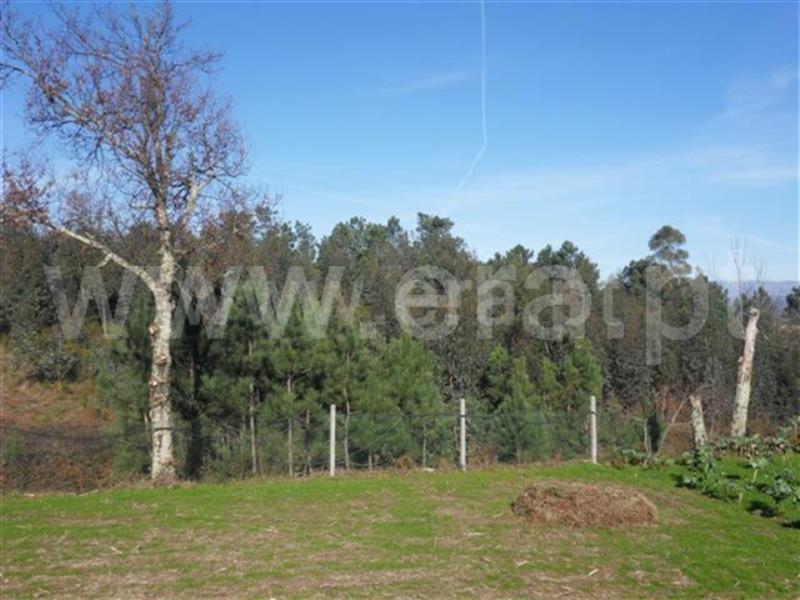 Terreno  Fafe, Monte e Queimadela - 708441 - 3