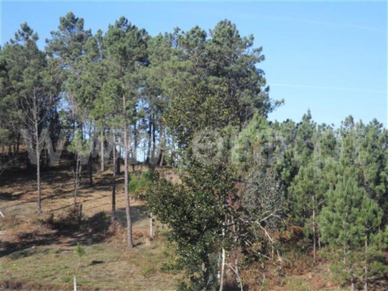 Terreno / Fafe, Monte e Queimadela