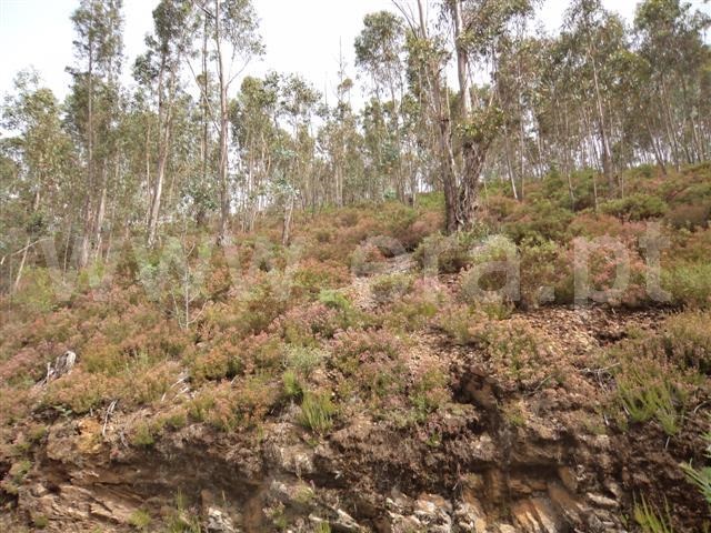 Terreno  Fafe, Moreira do Rei e Várzea Cova - 1049727 - 2