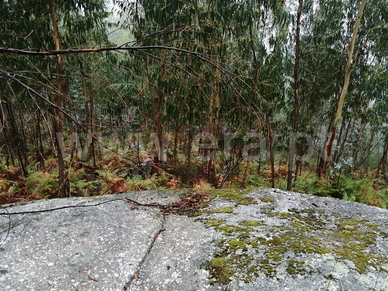 Terreno / Fafe, Passos