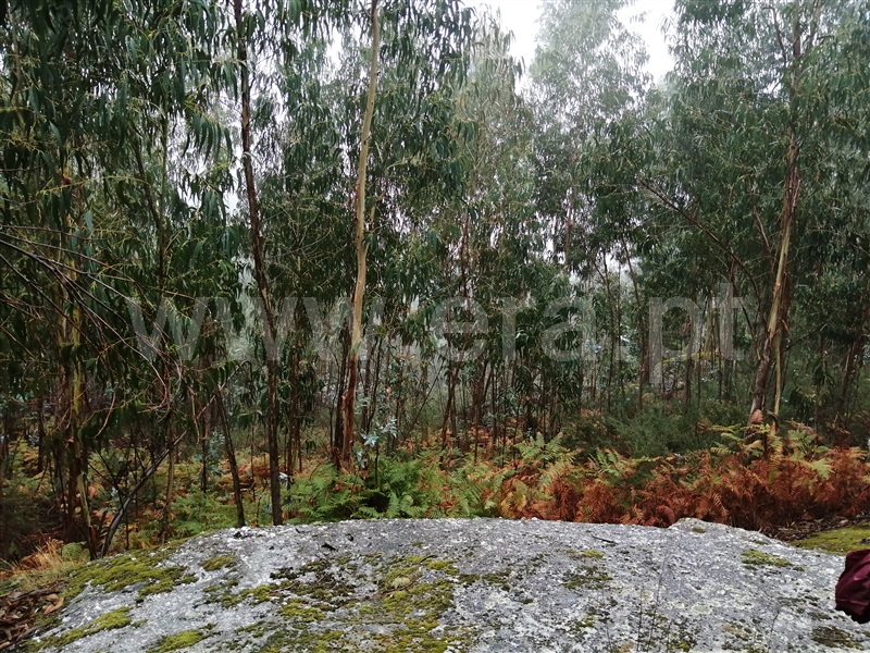 Terreno  Fafe, Passos - 1027442 - 3