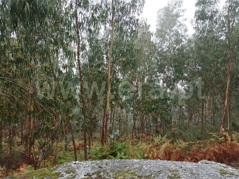 Terreno  Fafe, Passos - 1027442 - 2