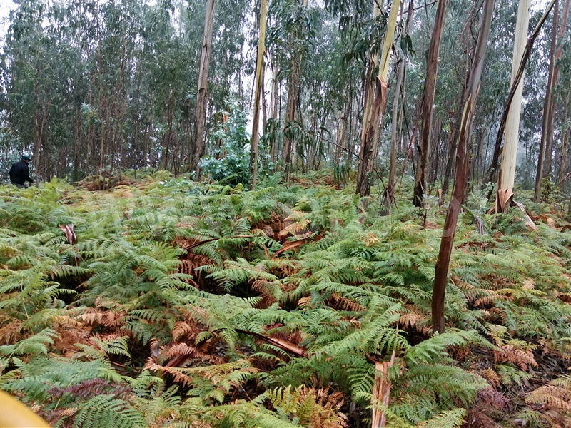 Terreno  Fafe, Passos - 1027442 - 4
