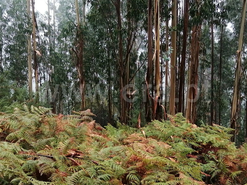 Terreno  Fafe, Passos - 1027442 - 6