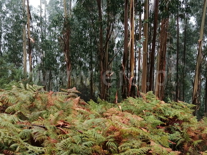 Terreno  Fafe, Passos - 1027442 - 7