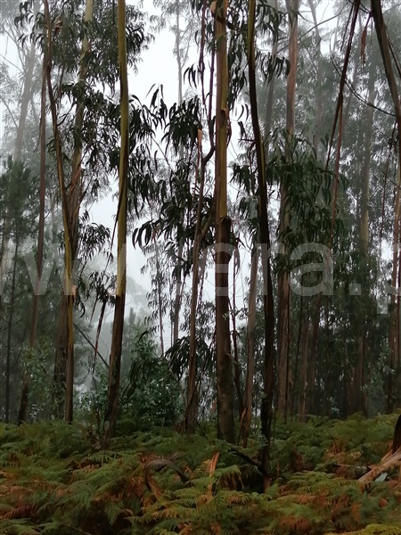Terreno  Fafe, Passos - 1027442 - 9