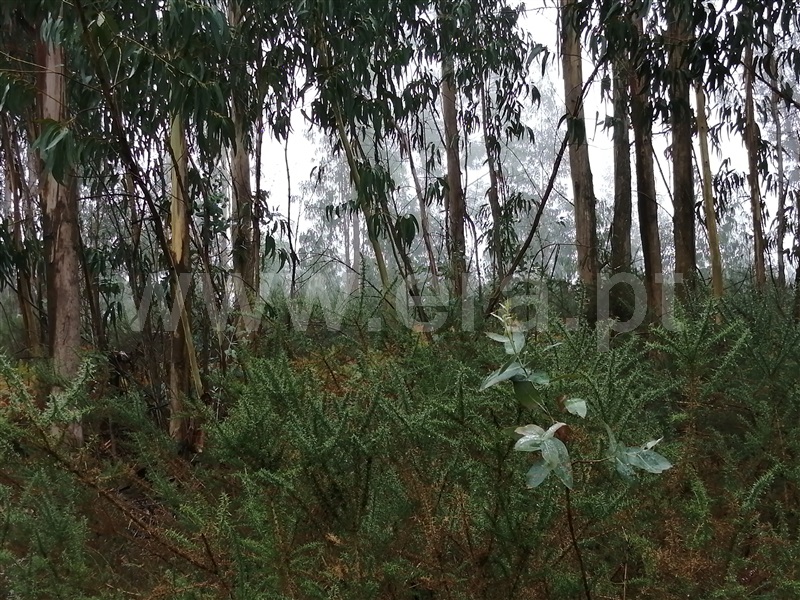 Terreno  Fafe, Passos - 1027442 - 11
