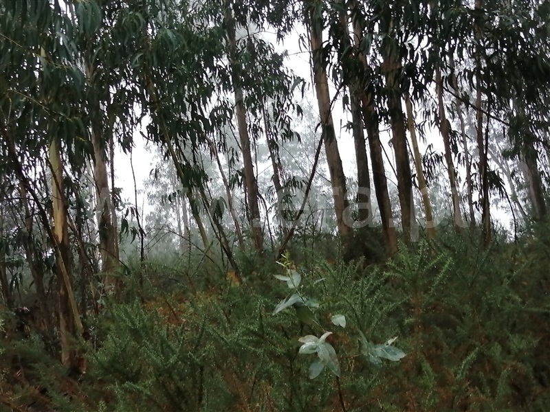 Terreno  Fafe, Passos - 1027442 - 12