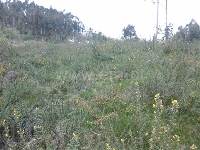 Terreno  Fafe, Passos - 640445 - 2