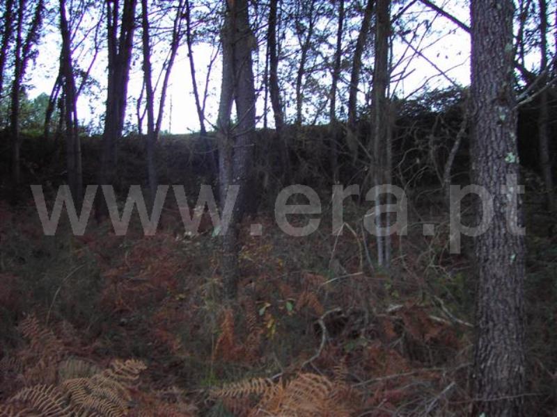 Terreno / Fafe, Revelhe