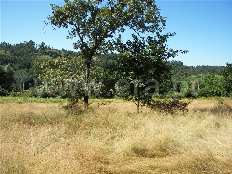 Terreno  Fafe, Revelhe - 935331 - 3