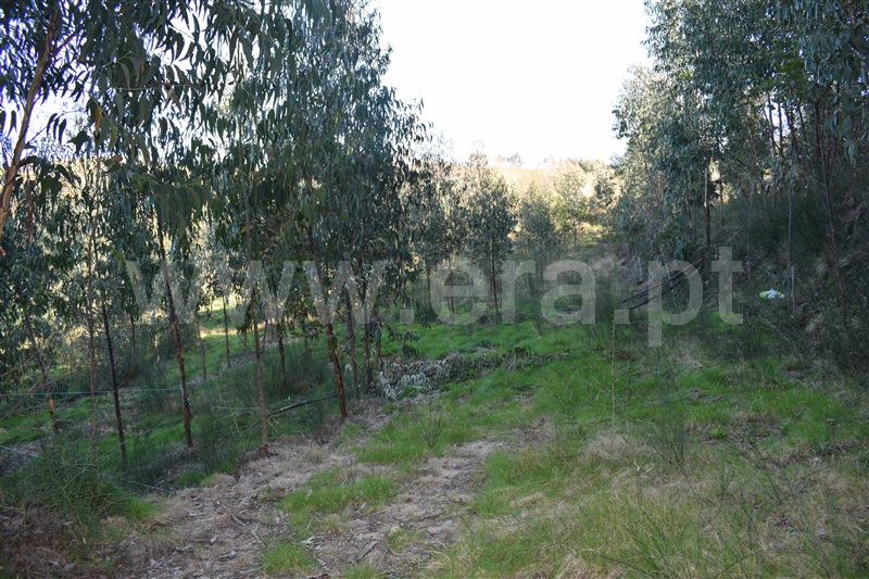 Terreno / Fafe, Ribeiros