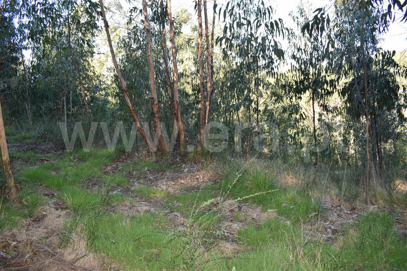 Terreno  Fafe, Ribeiros - 1066647 - 2