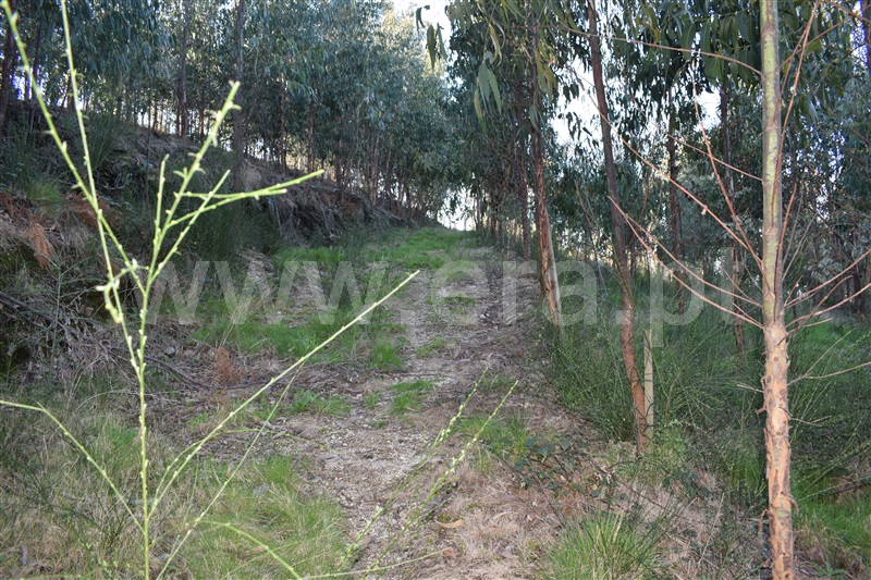 Terreno  Fafe, Ribeiros - 1066647 - 3